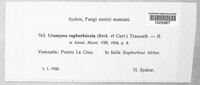 Uromyces euphorbiicola image